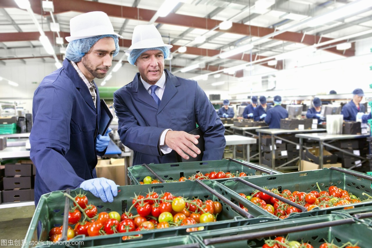 质量控制人员在食品加工厂的垃圾箱里检查成熟的藤蔓番茄